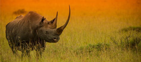 Giving 10% to Save Rhinos